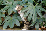 Xylitol: a danger to cats