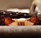 How good is your cat's hearing?