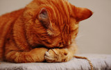 Could my cat be allergic to me?