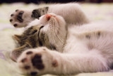 Kitty-speak