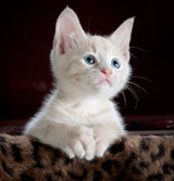 How to take great photos of your cat