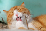 December is National Cat Lover's Month