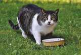 National Pet Obesity Awareness Day