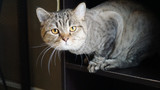 The hiss-tory of cats as pets