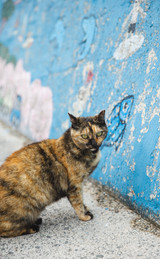International Homeless Animal Day