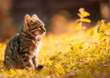Thanksgiving and what cats have to do with it