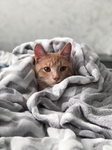 Second Opinions: OK for cats, too