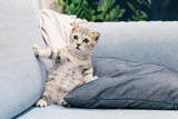 Can I train my cat?