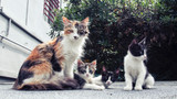 The community cat