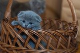 Mind your litter box manners