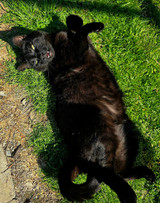 The TRUTH About Black Cats!