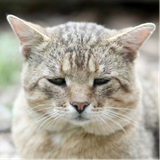 Is Your Cat Depressed?