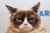 The Mystery of the Slow Blink, or How to Get Your Cat’s Love.