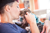 Why Cats Rub Their Faces Against You…