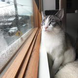 How to Calm Your Cat During Thunderstorms