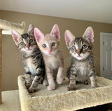 Resumes for Cats?