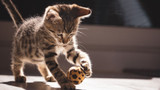 The Importance of Enrichment: How to Keep Your Cat Mentally Stimulated