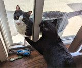 Tips for first-time cat sitters