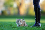 How Best to Discipline Your Feline… if Needed!