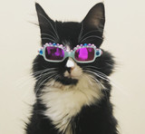 Truffles the Kitty inspires visually-impaired children