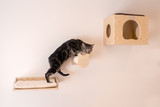 The Sky’s The Limit…Or, How to Create a Great Wall Climber for your Cat!