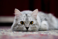 Cat Personality Types, Part 1… Which One is Your Cat?