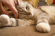 Another Way to Look at Cat Personality, Part 2… Which One is Your Cat?