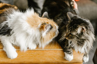 Maine Coon Traits in Mixed-Breed Cats