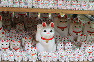Lunar New Year and the Cat
