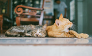 All about Bonded Pairs