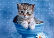 Is Your Cat Fat? Why Cat Obesity is Growing Problem...