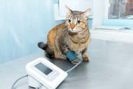 High Blood Pressure and Your Feline…