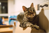 Could It Be Feline Hyperesthesia Syndrome?