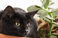Can CBD Oil Actually Help Your Cat?