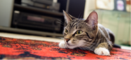 Pet Appreciation Week: Why Does My Cat Hunt?