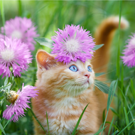 Can My Cat Suffer from Allergies?