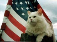 Fearful Felines For the Fourth of July!