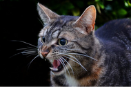 When Cats Attack… Uh Oh!