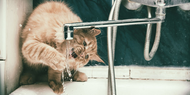 Why Your Cat Won’t Drink From Her Water Bowl…