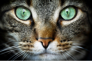 Answers to The Question: Why do Cats Purr?