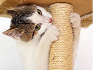 Choosing the Best Cat Tree for Yourself and Your Cat