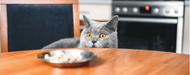 Good Food, Bad Food! A Guide to What Kitty Should and Should Not be Eating.