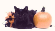 Spooky Myths Surrounding Halloween and Cats
