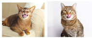 Signs Your Cat Just Might be… Happy!