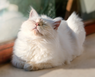 How Weather Can Affect Cats