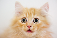 How to Prevent Holiday Stress in Cats…