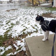Cats and Snow: A Complicated Combination