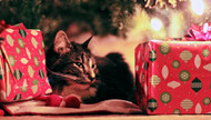 Holiday Cats of Lore