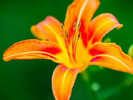 Holiday Plants to Keep Far Away from Cats…