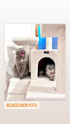 Famous cats of music